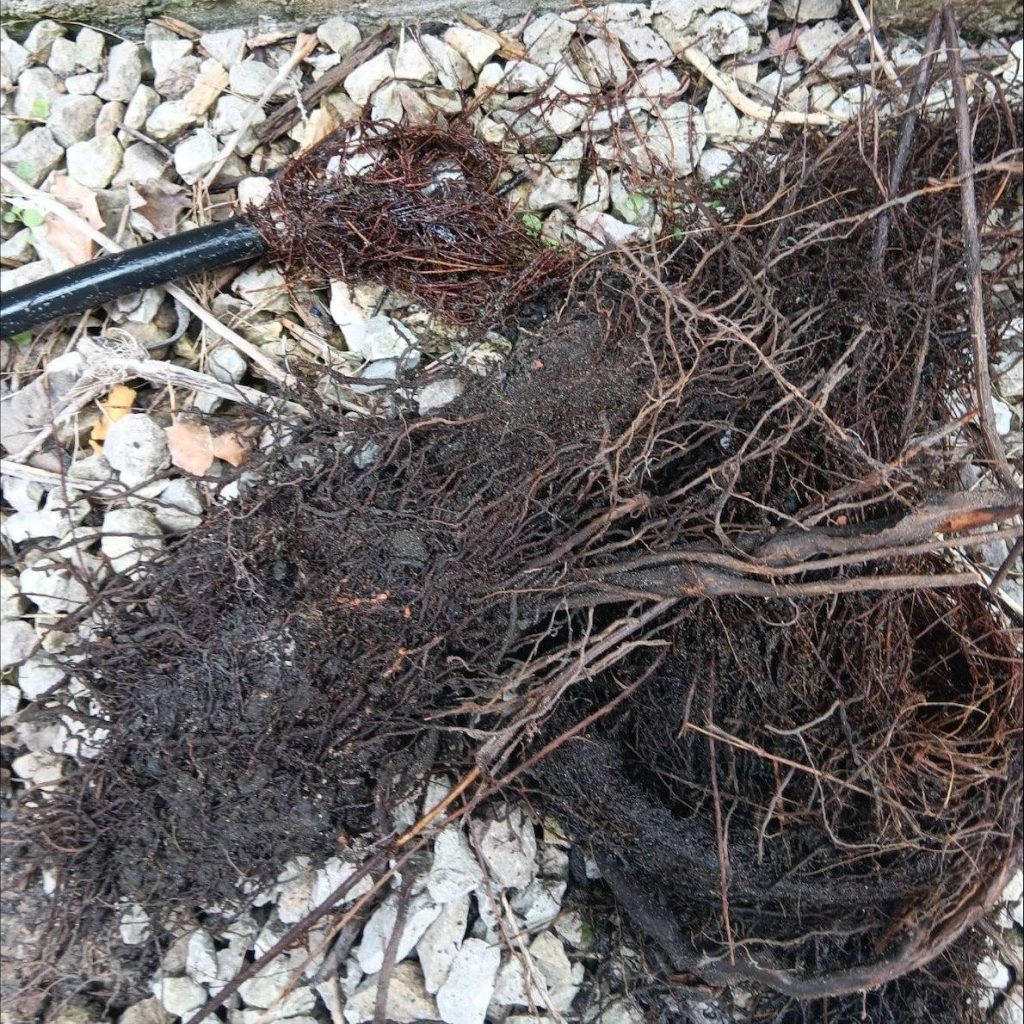 Preston Collapsed Drain 